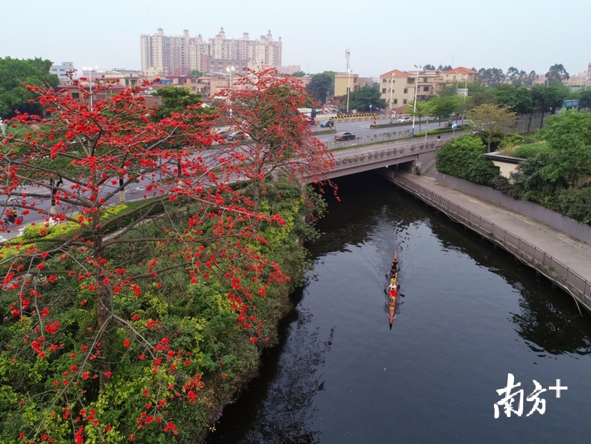 3月14日傍晚，顺德龙江隔海村的红棉盛开，红棉、龙舟好一派水乡风情。 黑暗骑士 摄