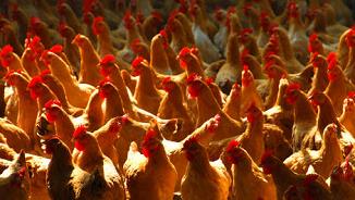 应时而生！《全国乡村产业发展规划》提振信心指方向