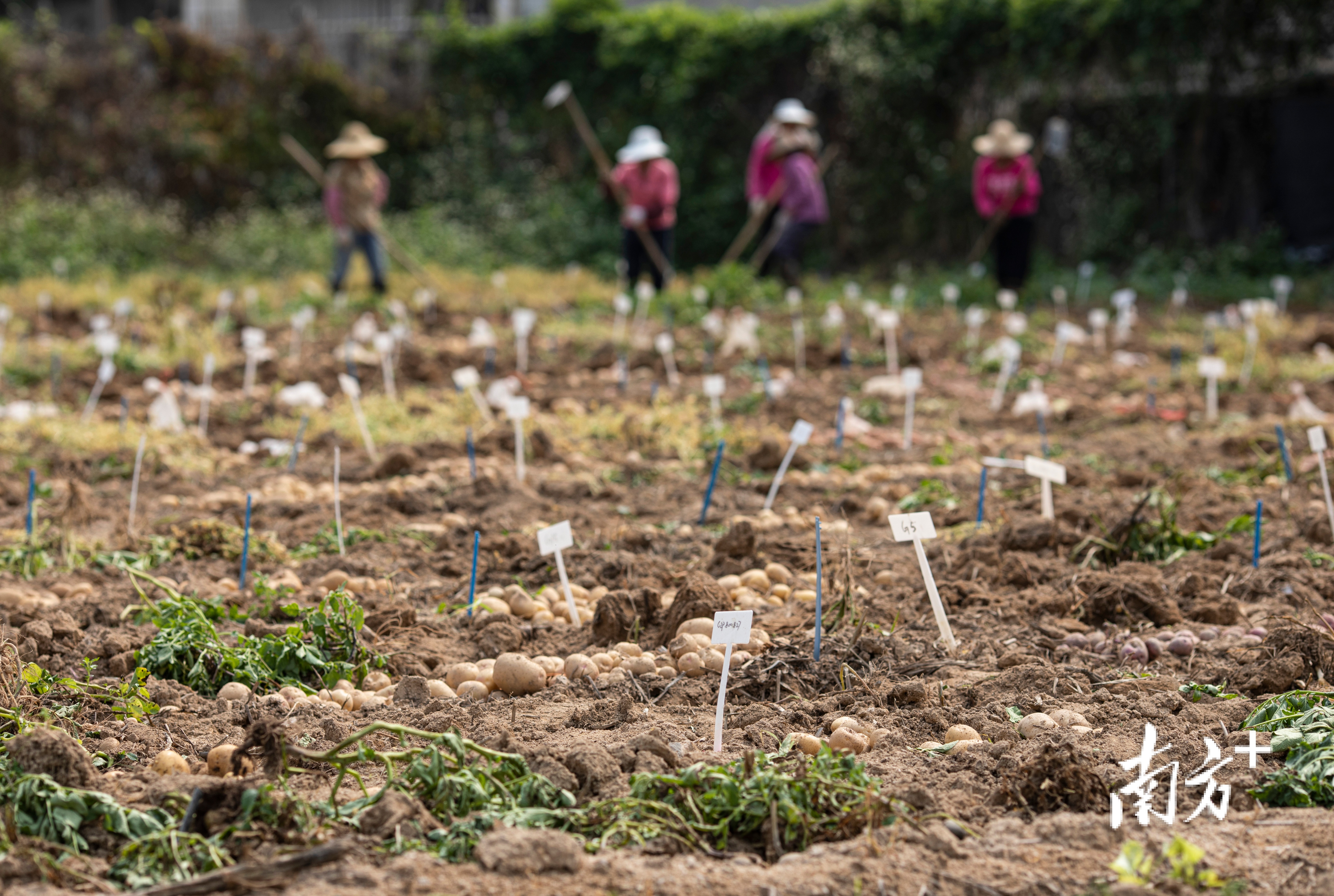 位于广州白云区的广东省农业科学院实验基地，工作人员正将试验田里的马铃薯挖起。