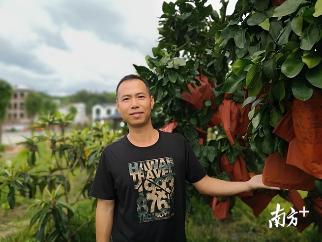 扶贫驻村队长蔡若夫为柚子套袋。 扶贫驻村队长蔡若夫为柚子套袋。