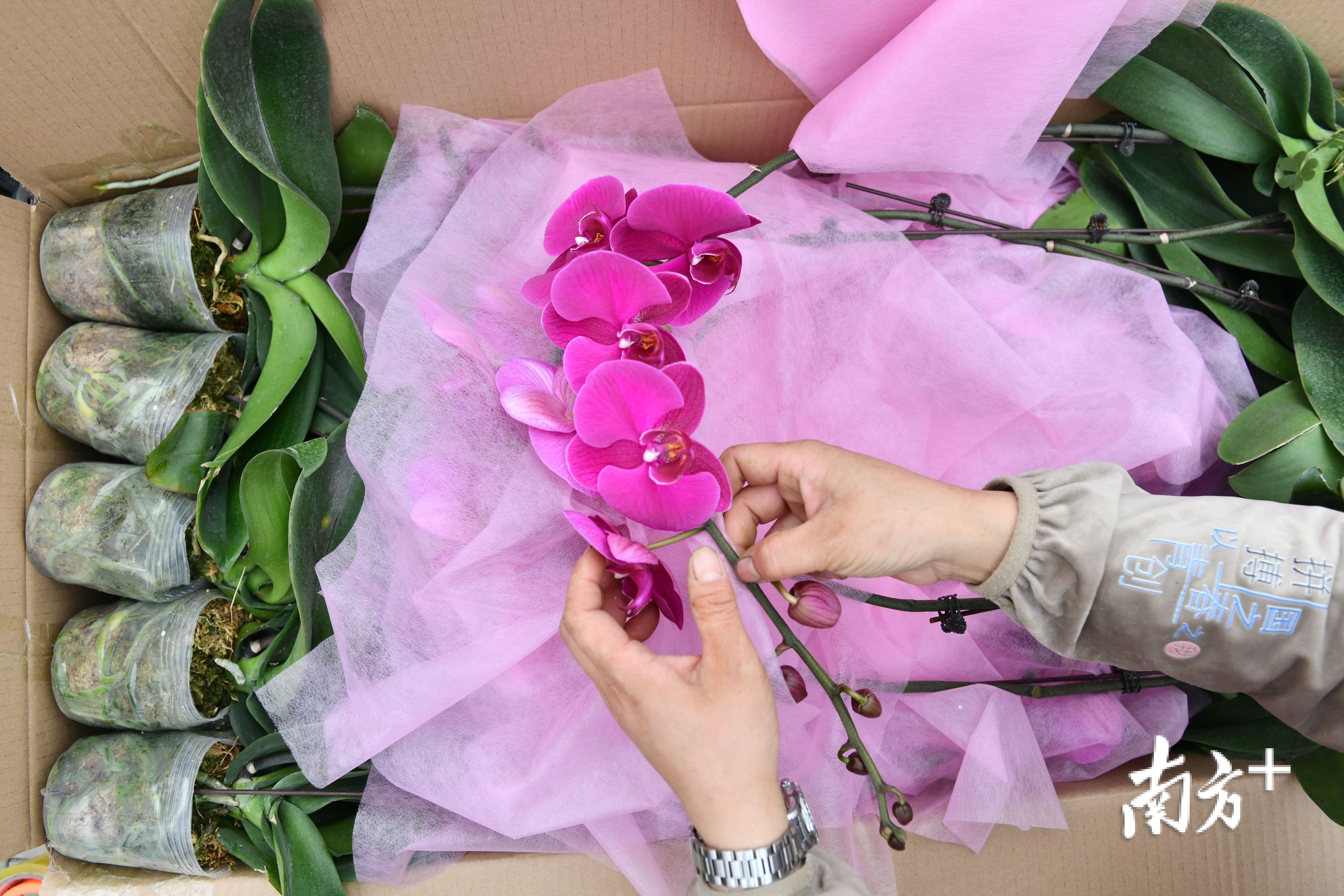 由于蝴蝶兰的花朵十分娇嫩，打包装箱的蝴蝶兰都被十分细心地呵护着避免受损。