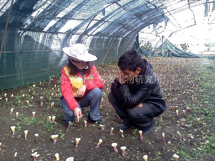 科研人员指导林芝灵芝栽培。