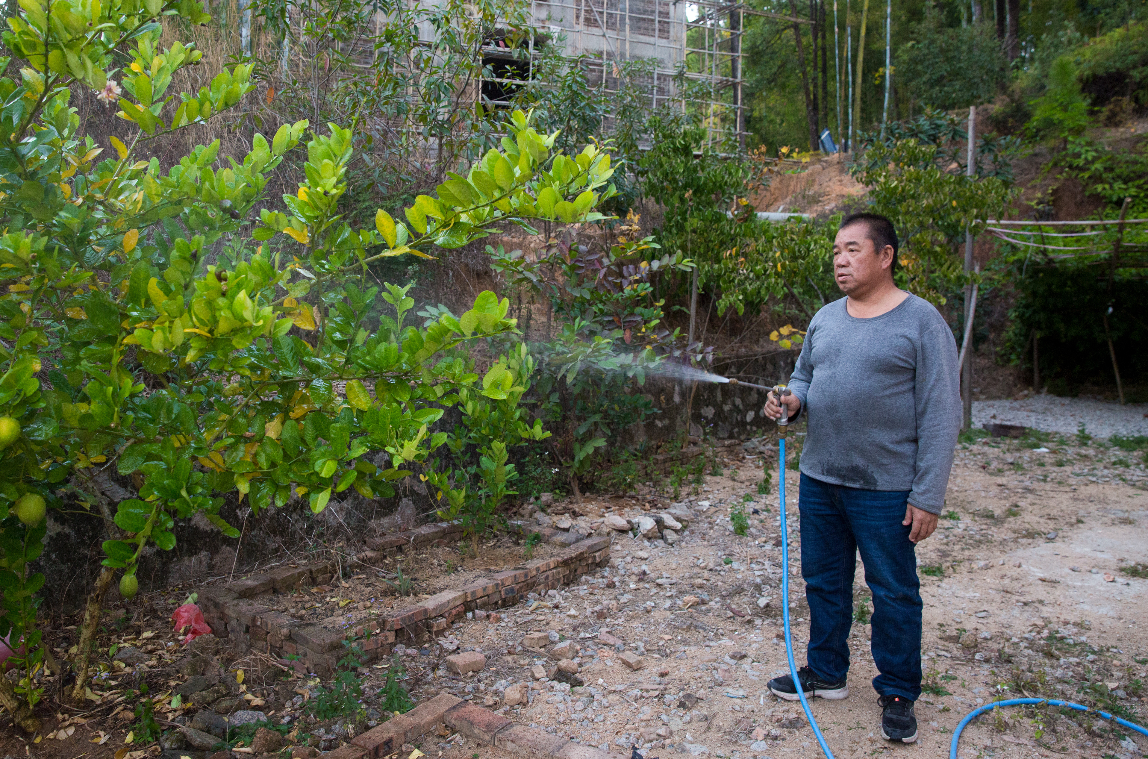 上自来水后，韶关新丰县梅坑镇大岭村原贫困户潘伟强在浇溉果树。