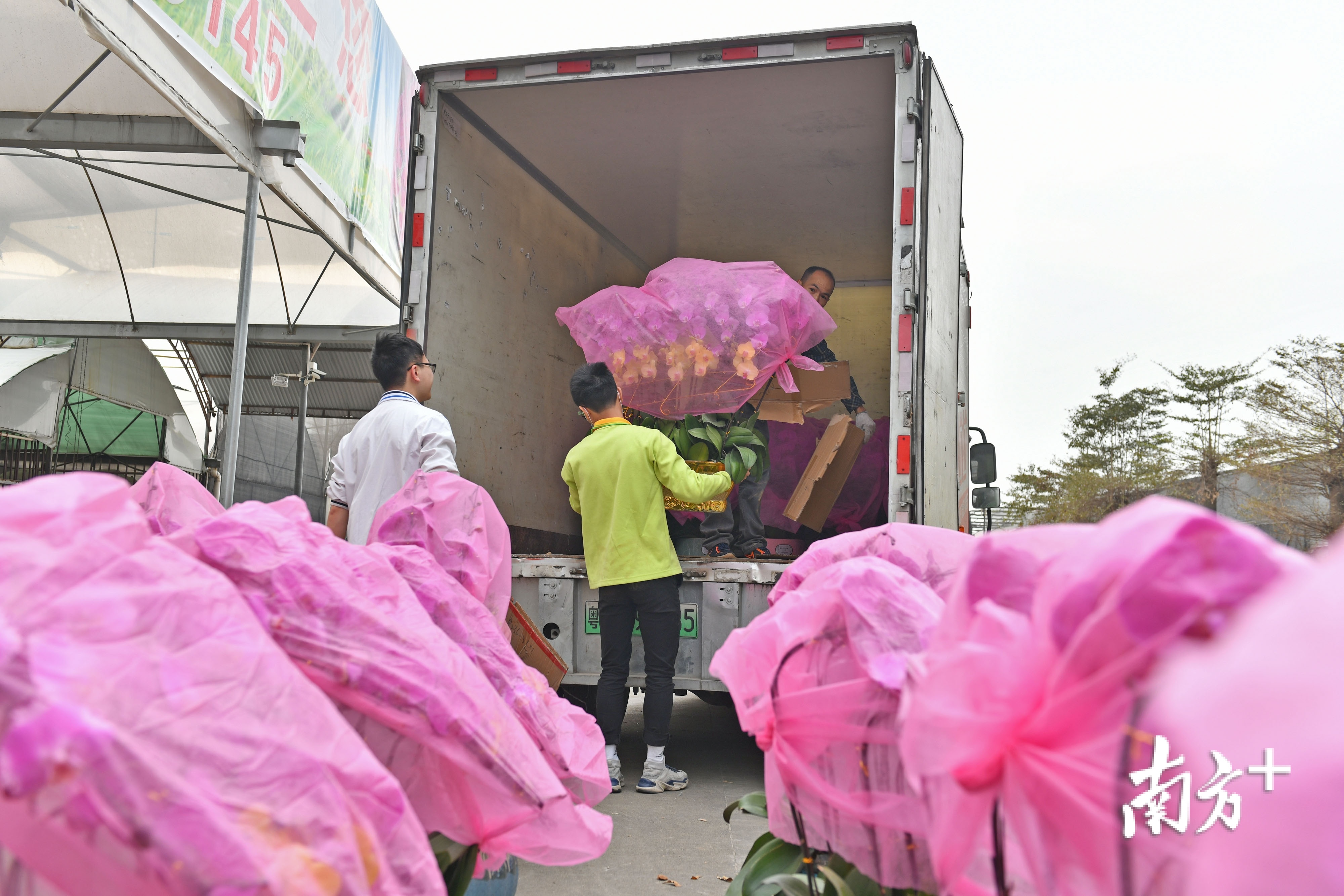 1月28日，佛山陈村，花农将装好盆的蝴蝶兰装车运向各方。