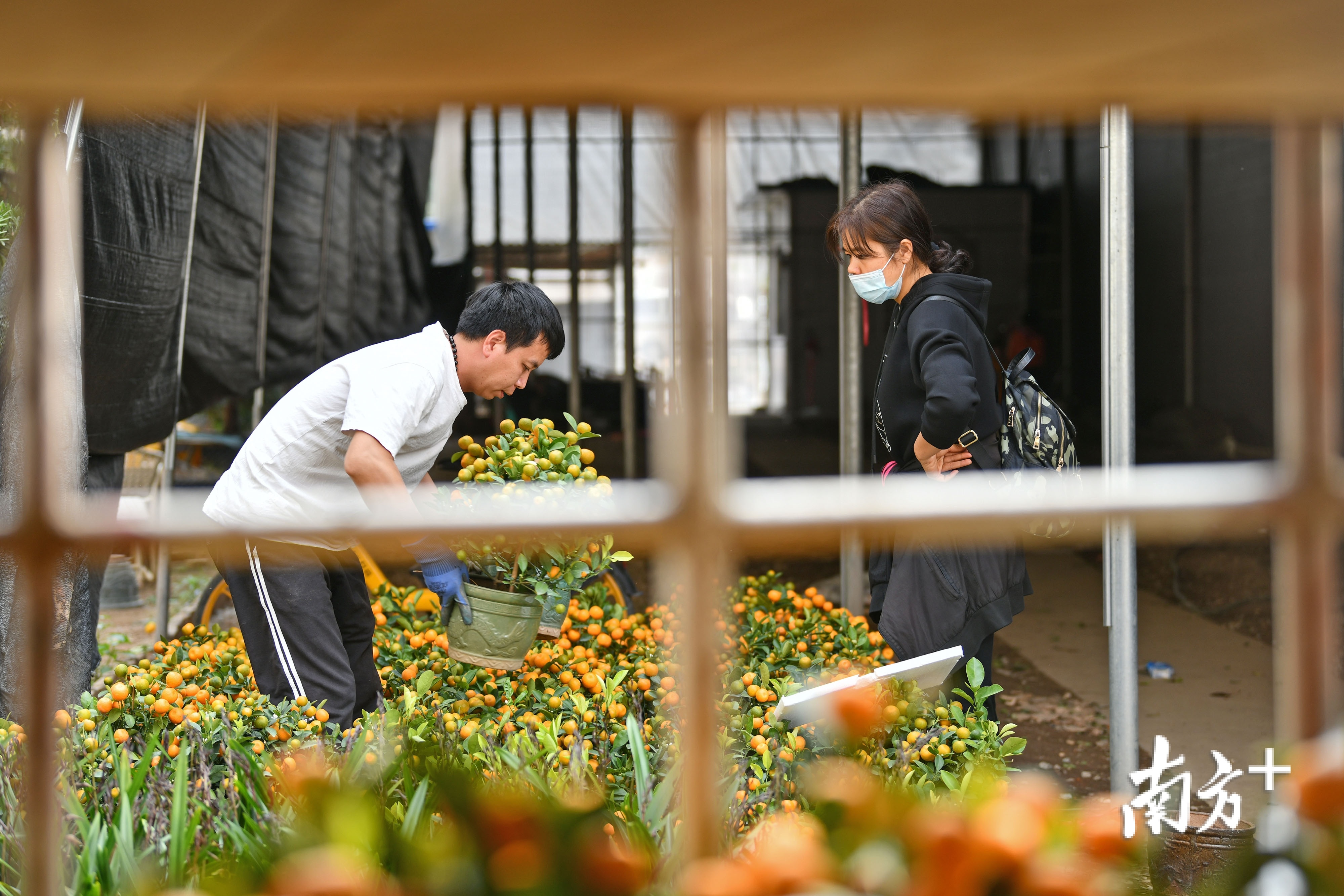 1月28日，广州西约花卉市场，吴志江的临时摊位不断有客户前来询价和选购年桔。