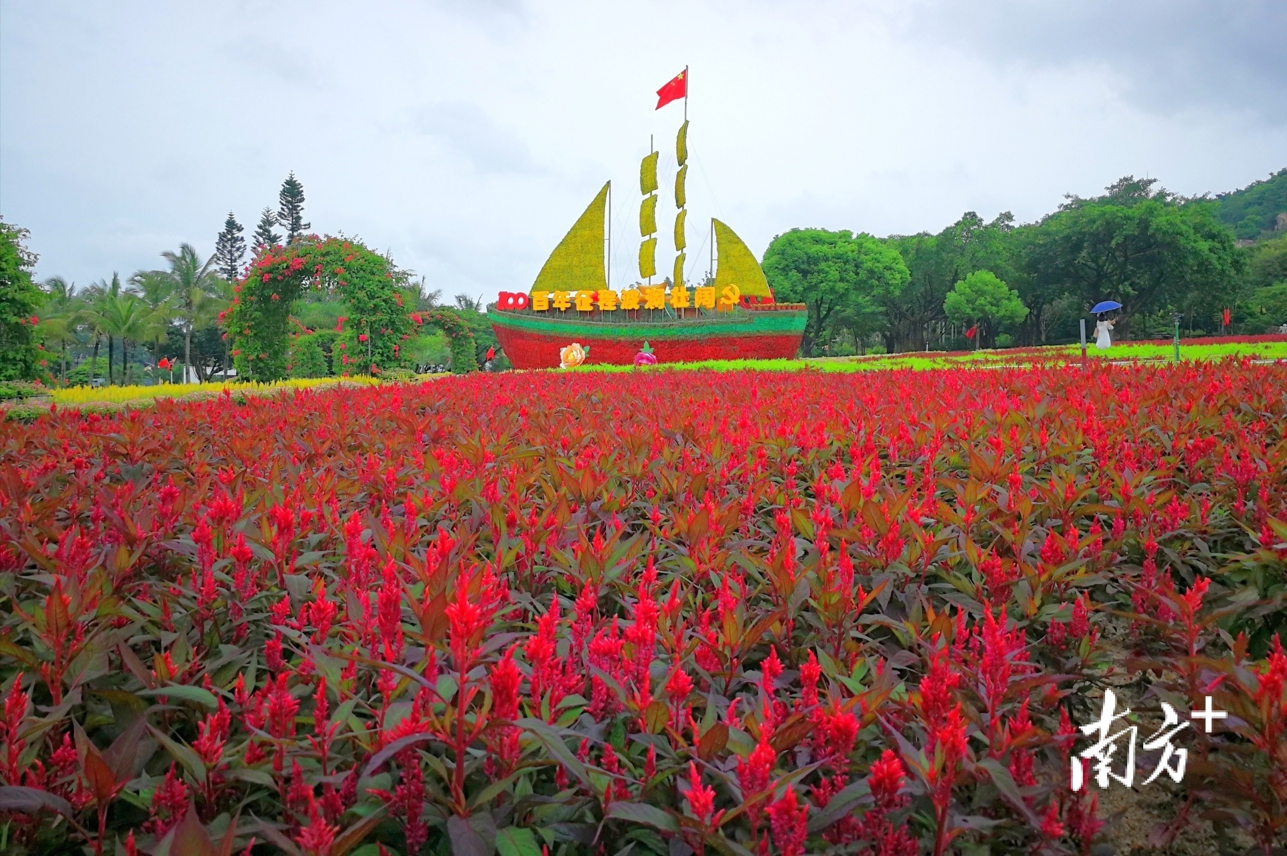 6月29日，珠海海滨公园，一片火红，与帆船造型雕塑相映生辉。 两棵树的恩情 摄