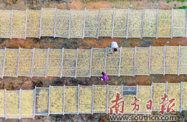 鲜贝出奇迹！瑶柱产业助湛江遂溪港门村民实现脱贫