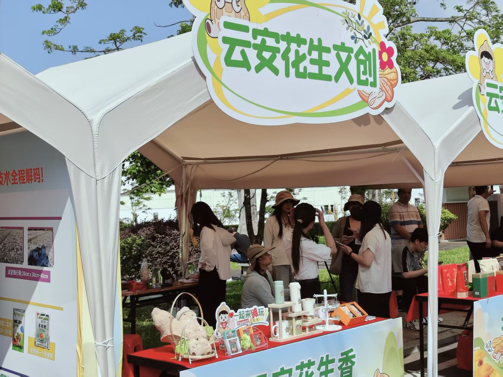 云安：花生特色集市开市！展现乡村振兴新活力