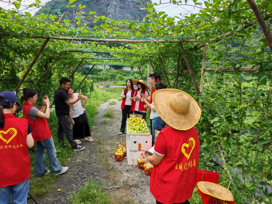 云城区高峰街道：直播热浪 山野躬行