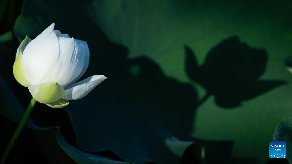 25th Macao Lotus Flower Festival kicks off
