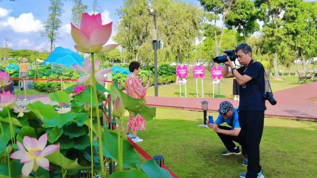 Guia completo sobre 3.º Festival de Lótus de Hengqin: todas as dicas para desfrutar da "sorte contínua"