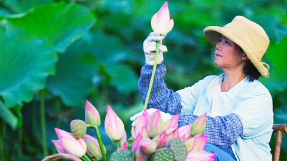 Harvesting fragrance of lotus, bringing back lingering summer