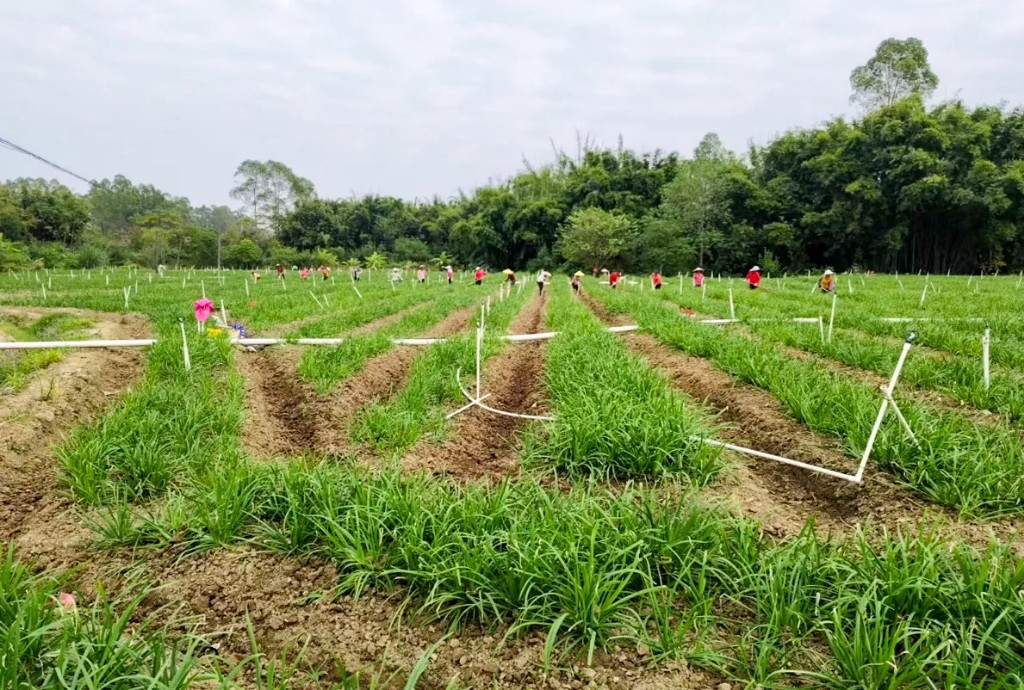 罗定市围底镇发展特色种植 韭菜飘香富农家