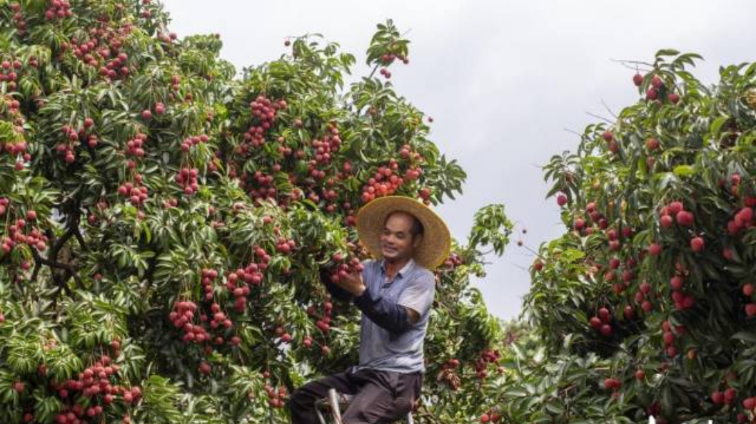 Guangzhou's lychee exports surge by 17.6% in first half of 2025