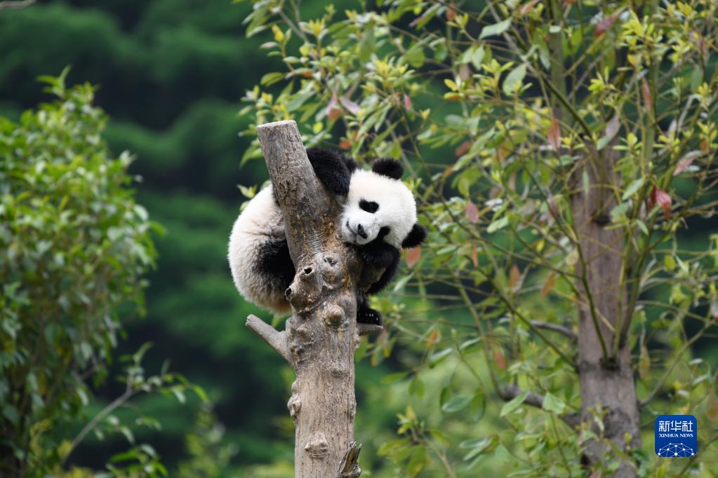 在中国大熊猫保护研究中心卧龙神树坪基地内，一只大熊猫在树上休息（2022年4月24日摄）。 新华社记者 胥冰洁 摄
