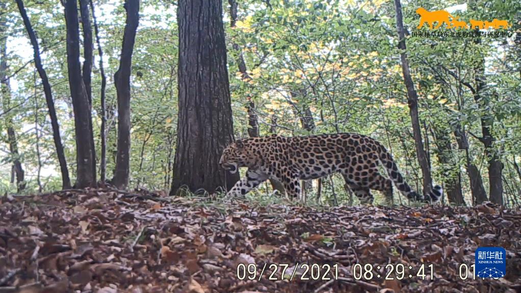这是2021年9月27日利用“天地空一体化监测系统”在东北虎豹国家公园内监测到的野生东北豹影像（视频截图）。 新华社发
