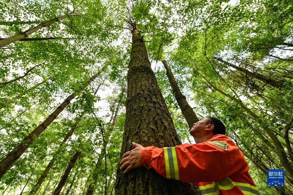 在贵州省贵阳市国家级森林公园，村级林长郭健用手量一棵树的直径（2022年7月13日摄）。 新华社记者 杨文斌 摄