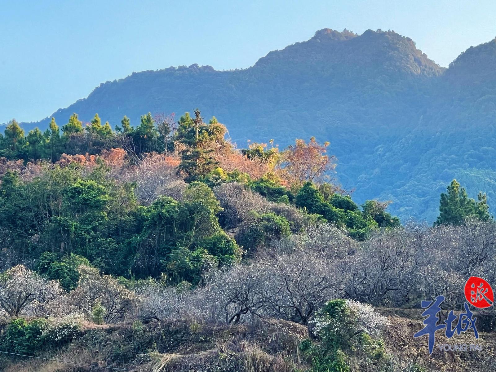 螺洞村的梅花依山而植