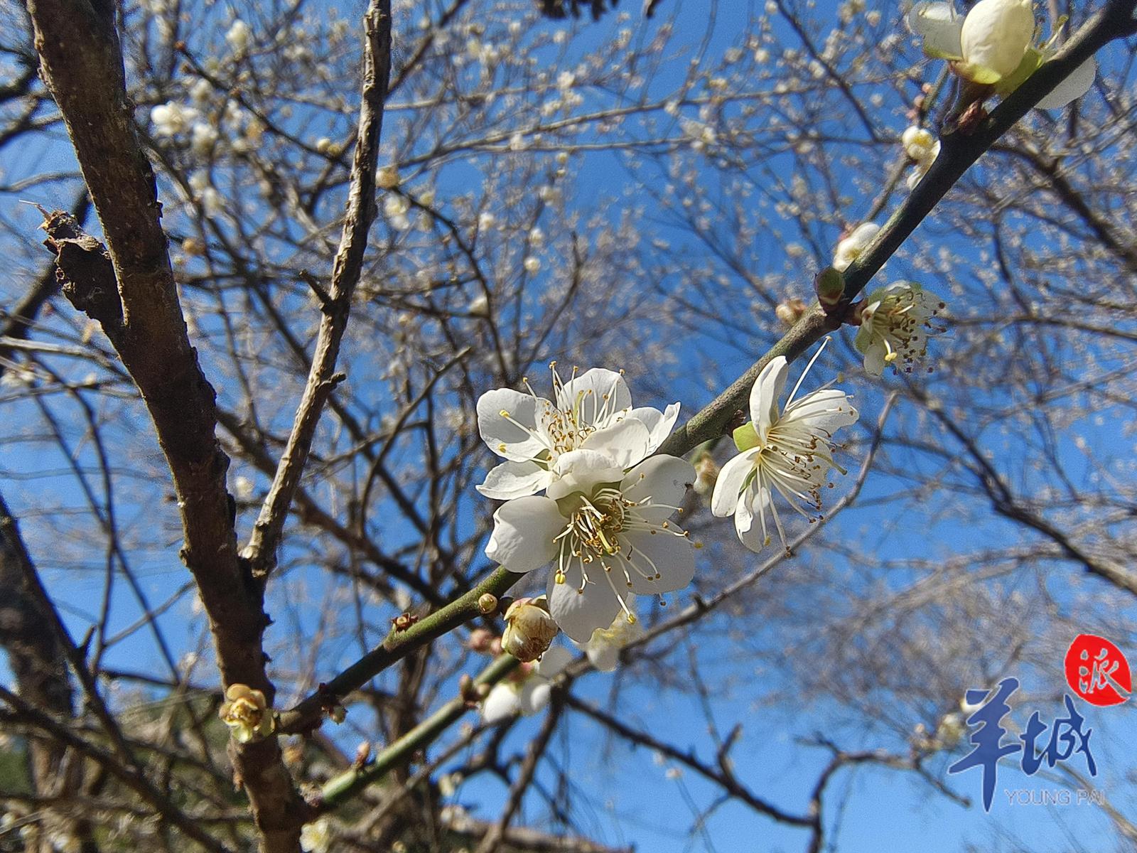 花開正當(dāng)時