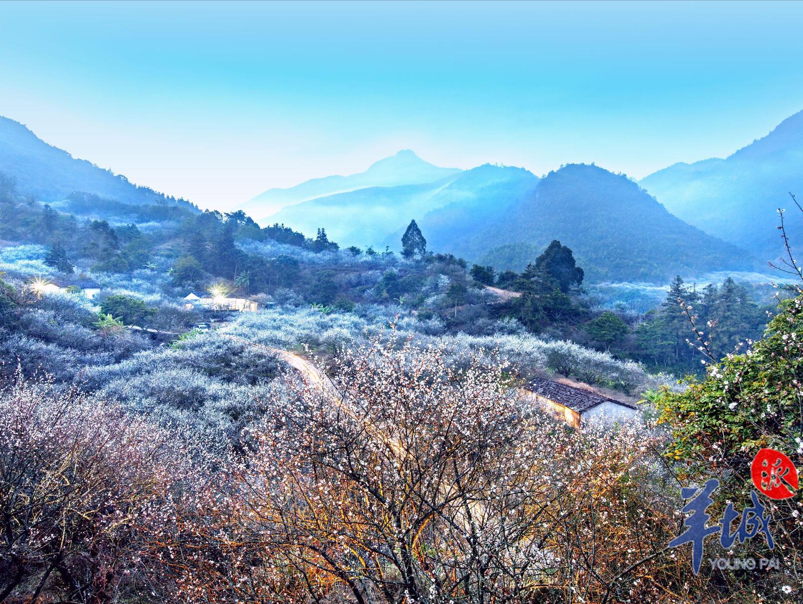 粵東地區(qū)最大的連片梅園