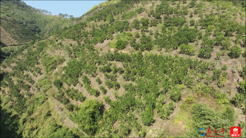 枧岭村南药种植。