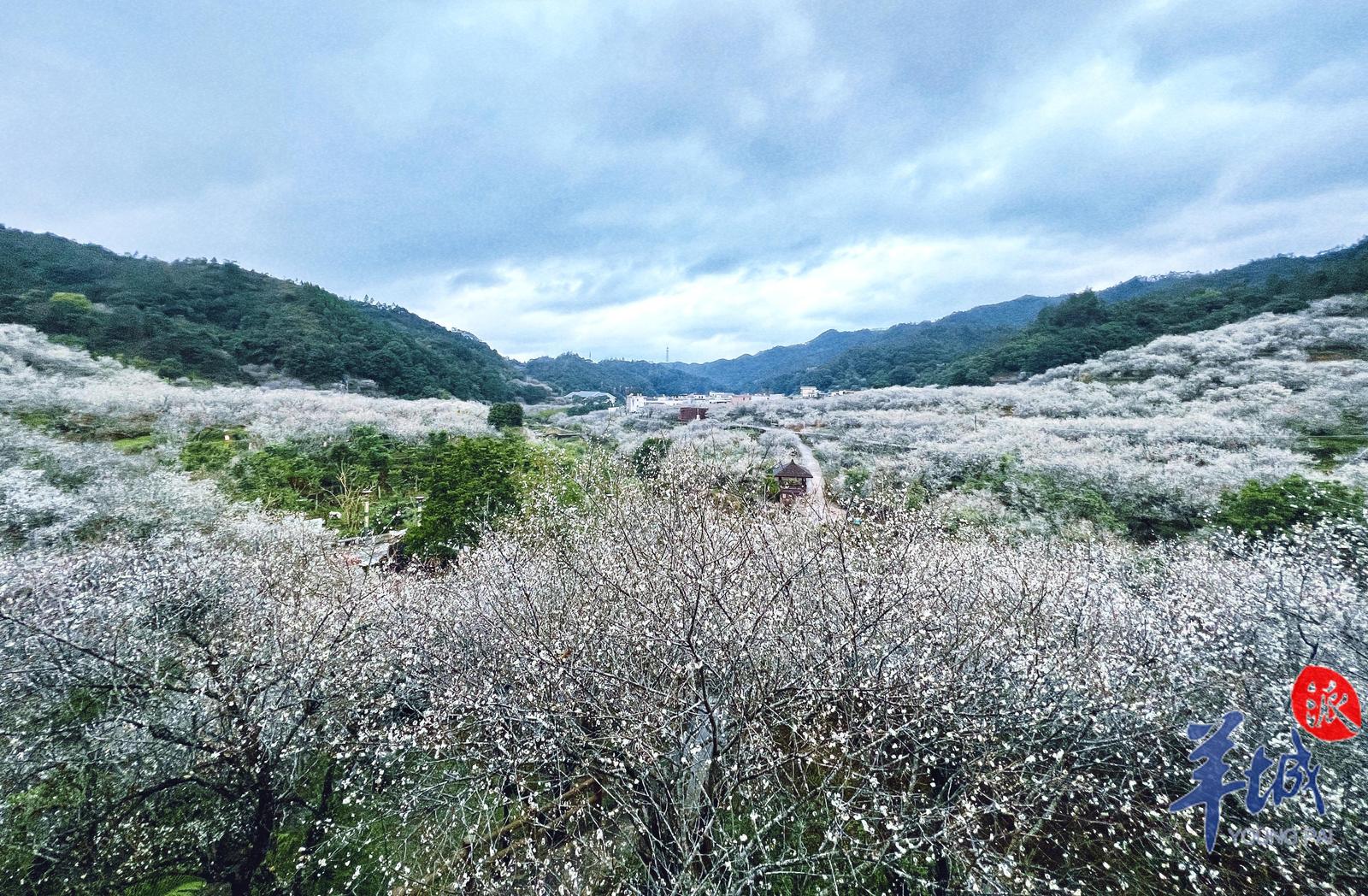 汕尾螺洞世外梅園數(shù)萬畝梅花迎來最佳觀賞期