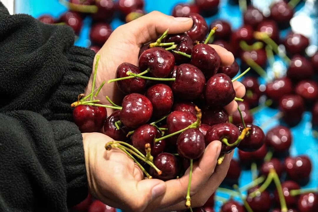 当地时间2024年12月13日,在智利莫斯塔萨尔的一座吉制公司工厂,工作人员展示车厘子/新华社发(豪尔赫·比列加斯摄)