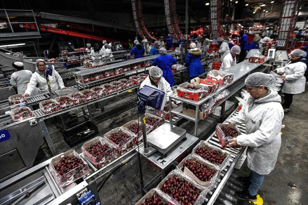 在智利莫斯塔萨尔的一座吉制公司工厂,工作人员处理车厘子(2024年12月13日摄)。吉制公司2006年起开始向中国出口车厘子/新华社发(豪尔赫·比列加斯摄)
