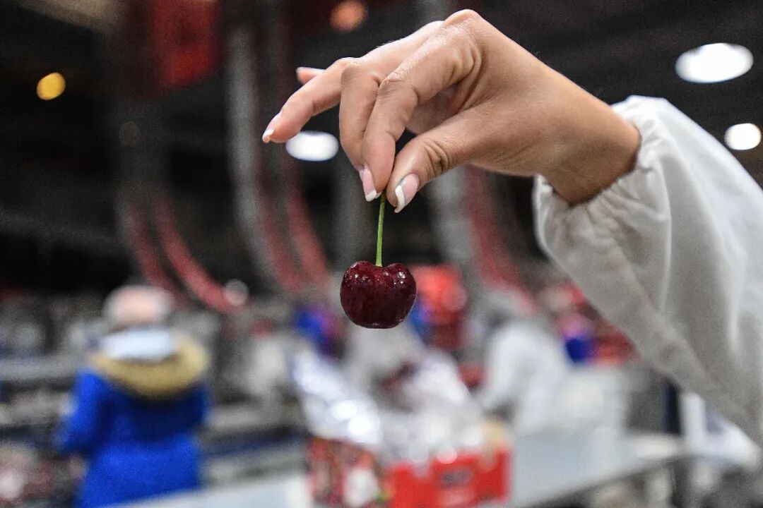 当地时间2024年12月13日,在智利莫斯塔萨尔的一座吉制公司工厂,工作人员展示车厘子/新华社发(豪尔赫·比列加斯摄)