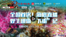 《直播|全国首次!深圳海域直播野生珊瑚“下蛋”记》 《直播|全国首次!深圳海域直播野生珊瑚“下蛋”记》