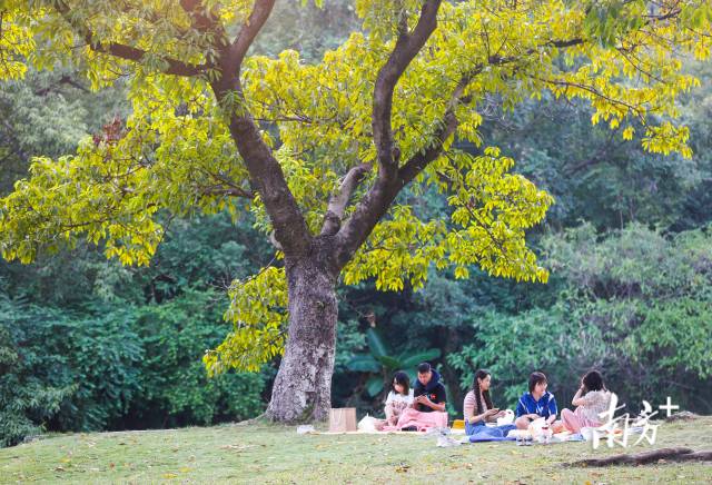 在中山市岐江公园，市民在林荫下的草地上铺着野餐垫，惬意享受着秋日的周末时光。