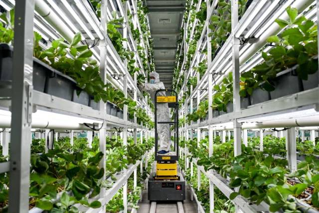 2025年2月28日，工作人员在内蒙古宇生乐谷丰现代农业产业园的植物工厂管护草莓。新华社记者 李志鹏 摄