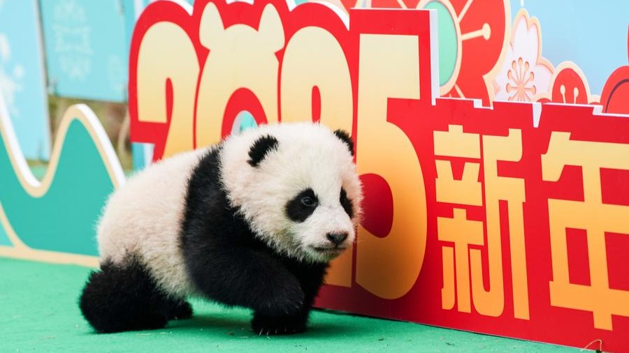 China's populations of wild species grow steadily