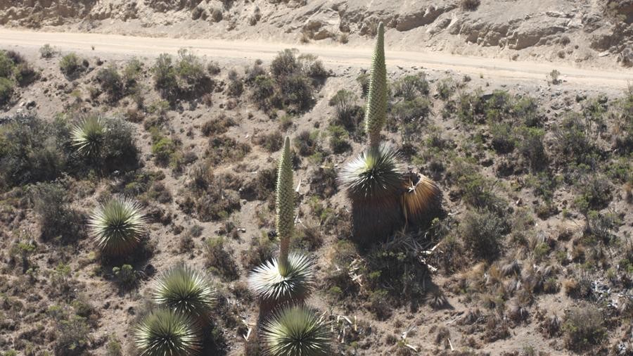 "Treasure" plant drives China-Peru cooperation in biodiversity protection