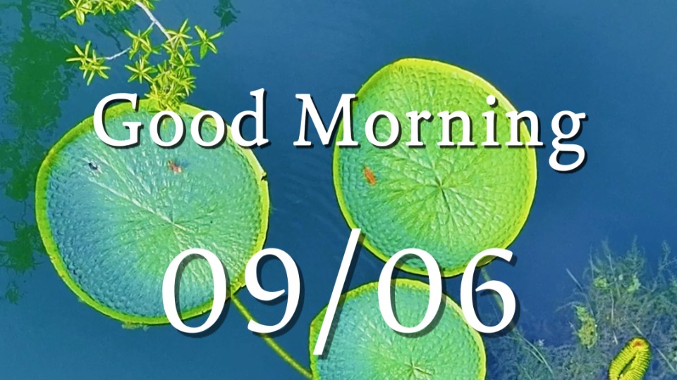 Morning light falls on lotus leaves, with cool breeze stirring