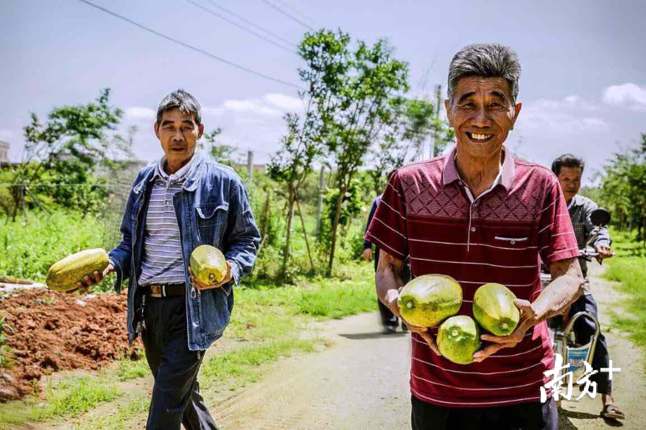 村民们手上捧着采摘的木瓜，脸上露出了丰收的喜悦