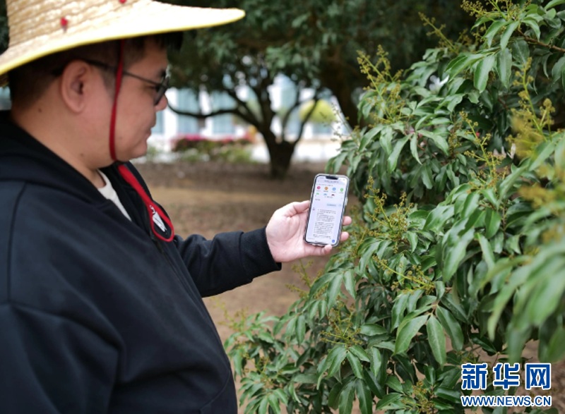 乡村振兴在行动｜荔枝树下，手机“三变”