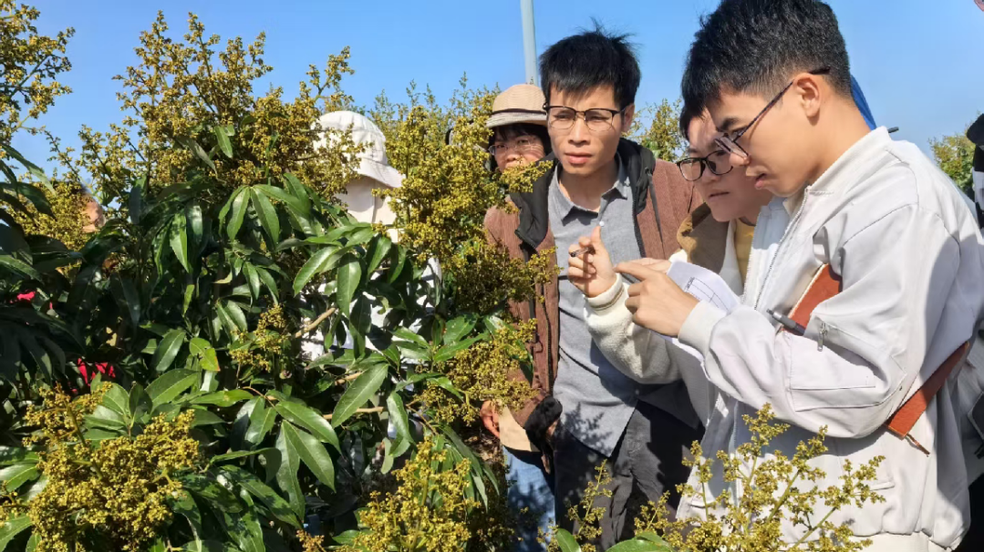 Agreement sighed to boost lychee industry through meteorological services