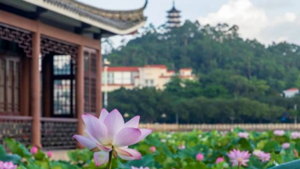 InPics | Free lotus travel spots you won't want to miss in Dongguan