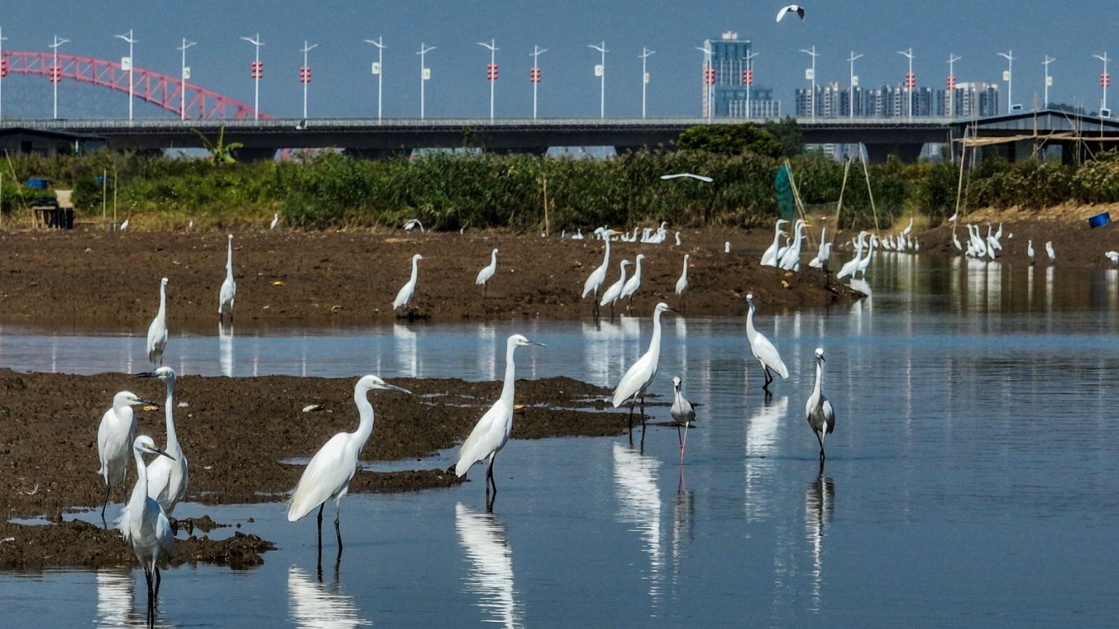 China's wetland area stays above 56.35 million hectares amid restoration efforts