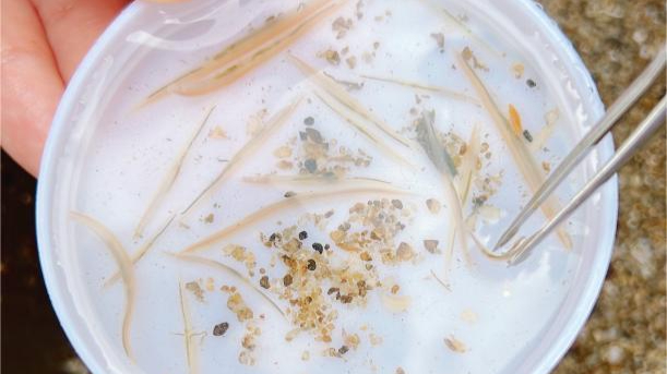 Rare marine species discovered for the first time in Guangdong