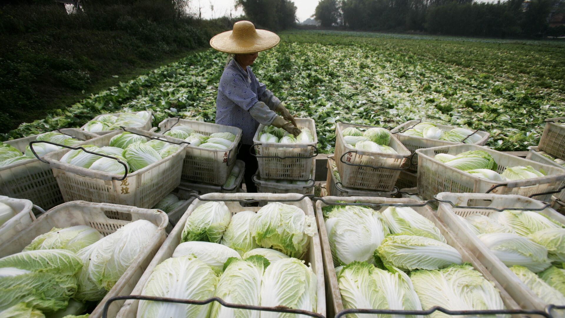 South Korea urgently imports Chinese cabbage as companies halt kimchi sales