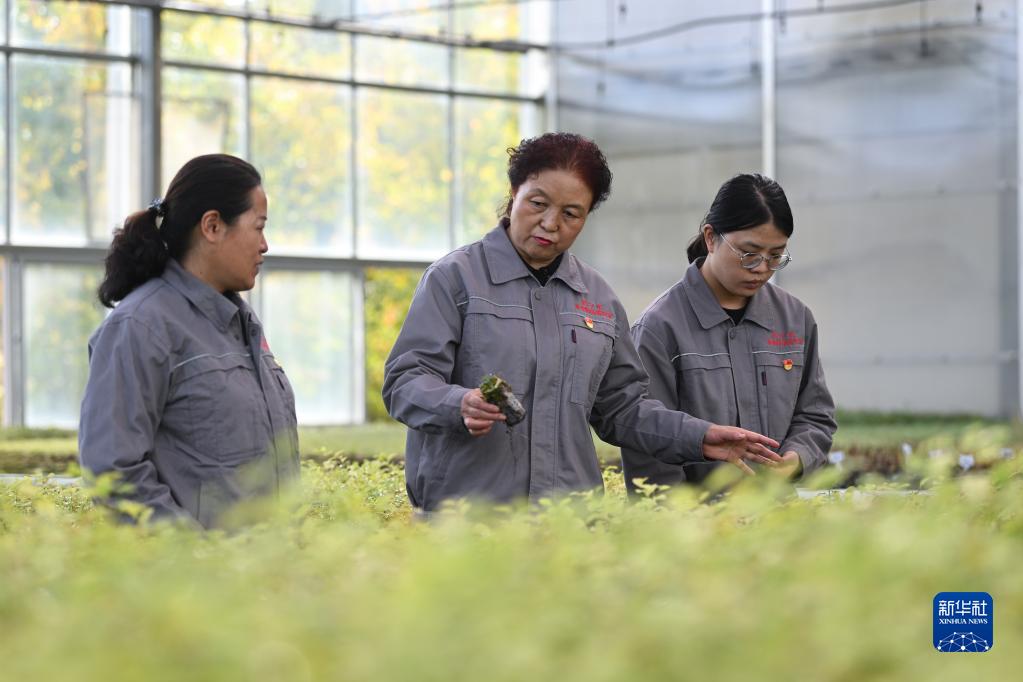 在青海省西宁市林业科学研究所的温室内，张锦梅（中）与同事在查看种苗（9月14日摄）。新华社记者 张龙 摄