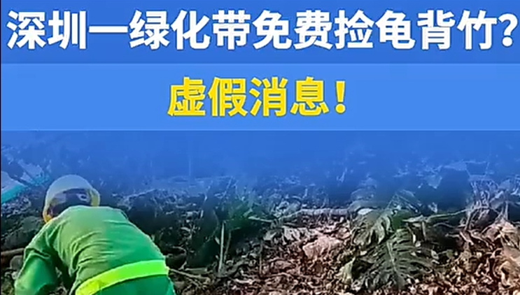 深圳一绿化带可以免费捡龟背竹？虚假信息！