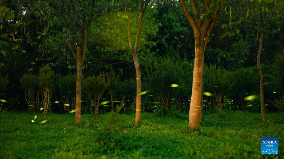 In pics: fireflies at Tianhe Park in Guangzhou, China's Guangdong