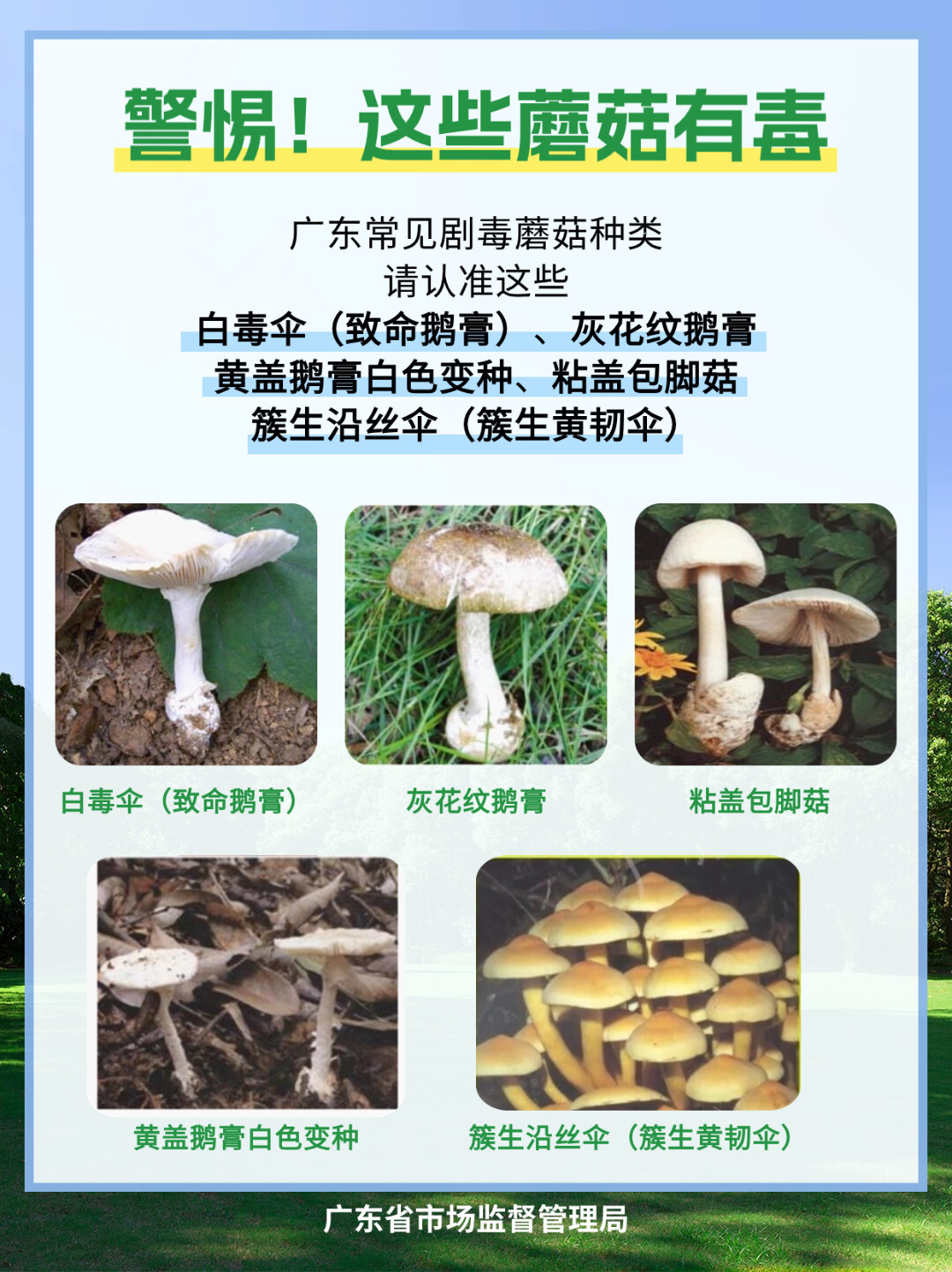 尝鲜=尝险！小心“蘑”法陷阱！