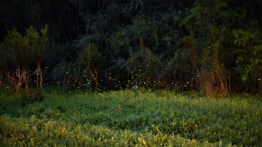 In pics: fireflies at Tianhe Park in Guangzhou, China's Guangdong