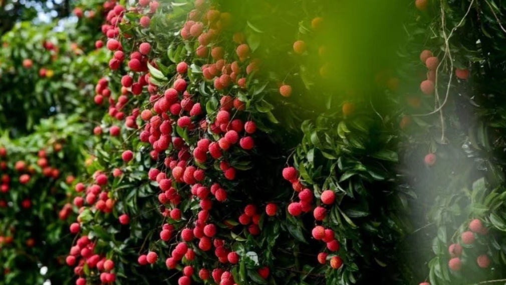 Guangdong maintains dominance in China's agricultural e-commerce