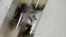 110只!活体蚂蚁藏试管,广州海关全查获 110只!活体蚂蚁藏试管,广州海关全查获