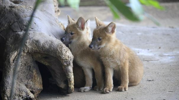 New exhibit opens at Guangzhou Zoo